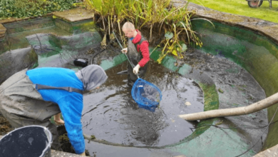 Cleaner Pond